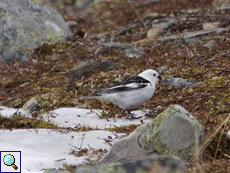 Die Tarnung der Schneeammern (Plectrophenax nivalis) ist bemerkenswert