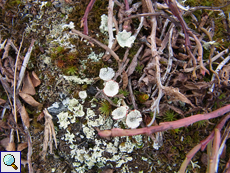 Unbestimmte Flechte Nr. 3 (Cladonia sp.) in der Tundra