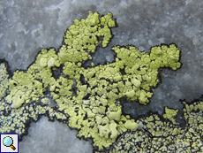 Landkartenflechte (Rhizocarpon geographicum)