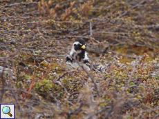 Gut versteckt: Spornammer (Calcarius lapponicus) im Geäst der Zwergbirken