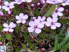 Stängelloses Leimkraut (Silene acaulis)