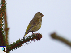 Grünfink (Chloris chloris)