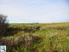 In der niedrigen Vegetation auf Vadsøya leben viele Kleinvögel