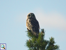Sumpfohreule (Short-eared Owl, Asio flammeus); Belegbild (durch eine Fensterscheibe fotografiert)