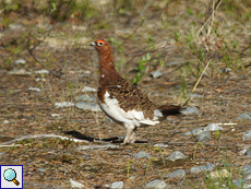 Männliches Moorschneehuhn (Male Willow Grouse, Lagopus lagopus); Belegbild (durch eine Fensterscheibe fotografiert)