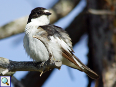 Männlicher Trauerschnäpper (Male European Pied Flycatcher, Ficedula hypoleuca)
