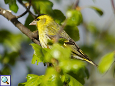 Männlicher Erlenzeisig (Male Eurasian Siskin, Spinus spinus)