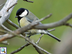 Kohlmeise (Great Tit, Parus major)