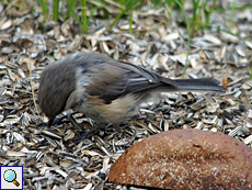 Weibliche Lapplandmeise (Female Siberian Tit, Poecile cinctus)