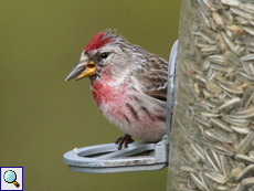 Männlicher Birkenzeisig (Male Redpoll, Acanthis flammea)