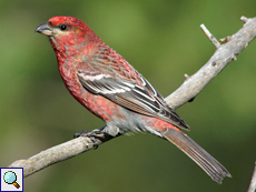 Männlicher Hakengimpel (Pine Grosbeak, Pinicola enucleator)