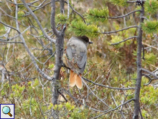 Unglückshäher (Siberian Jay, Perisoreus infaustus)