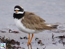 Sandregenpfeifer (Ringed Plover, Charadrius hiaticula)