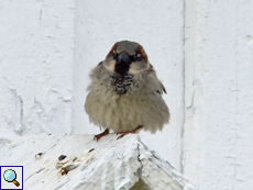 Männlicher Haussperling (Male House Sparrow, Passer domesticus)