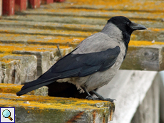 Nebelkrähe (Hooded Crow, Corvus cornix)