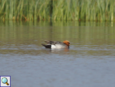 Männliche Pfeifente (Male Eurasian Wigeon, Mareca penelope); Belegbild