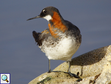 Weibliches Odinshühnchen (Female Red-necked Phalarope, Phalaropus lobatus)