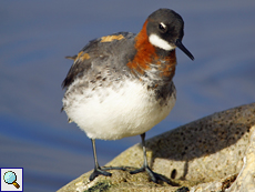 Weibliches Odinshühnchen (Female Red-necked Phalarope, Phalaropus lobatus)