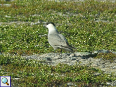 Falkenraubmöwe (Long-tailed Skua, Stercorarius longicaudus), durch eine Fensterscheibe fotografiert