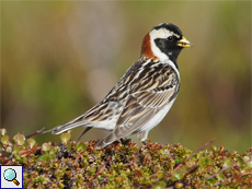 Männliche Spornammer (Male Lapland Bunting, Calcarius lapponicus)