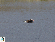Männliche Eisente (Male Long-tailed Duck, Clangula hyemalis); Belegbild