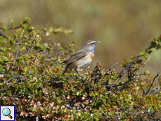 Männliches Blaukehlchen (Male Bluethroat, Cyanecula svecica svecica)