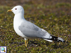 Sturmmöwe (Mew Gull, Larus canus)