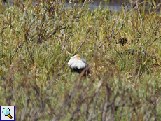 Männlicher Kampfläufer (Male Ruff, Calidris pugnax); Belegbild