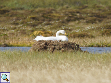 Singschwan (Whooper Swan, Cygnus cygnus)