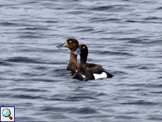 Reiherenten (Aythya fuligula) schwimmen auf vielen der Gewässer in dieser Gegend