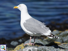 Silbermöwe (Herring Gull, Larus argentatus)