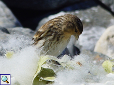 Berghänfling (Twite, Carduelis flavirostris)