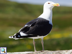Mantelmöwe (Greater Black-backed Gull, Larus marinus)