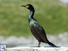 Krähenscharbe (European Shag, Gulosus aristotelis)