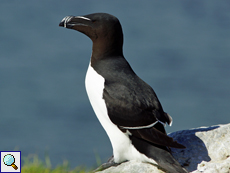 Tordalk (Razorbill, Alca torda)
