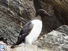 Trottellumme (Common Guillemot or Common Murre, Uria aalge)