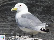 Dreizehenmöwe (Black-legged Kittiwake, Rissa tridactyla)