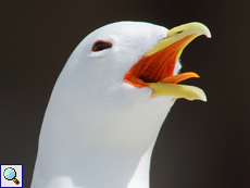 Dreizehenmöwe (Black-legged Kittiwake, Rissa tridactyla)