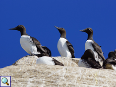 Trottellummen (Common Guillemots or Common Murres, Uria aalge)