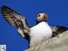 Papageitaucher (Puffin, Fratercula arctica)