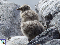 Junge Mantelmöwen (Young Greater Black-backed Gulls, Larus marinus)