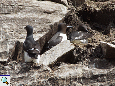 Dickschnabellumme (Brünnich's Guillemot or Brünnich's Murre, Uria lomvia)