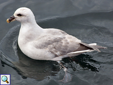 Eissturmvogel (Northern Fulmar, Fulmarus glacialis), helle Morphe