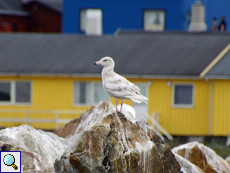 Jugendliche Eismöwe (Juvenile Glaucous Gull, Larus hyperboreus)