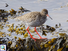 Rotschenkel (Common Redshank, Tringa totanus)