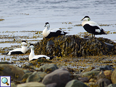 Männliche Eiderenten (Male Common Eiders, Somateria mollissima)