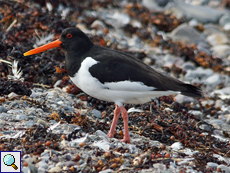 Austernfischer (Palaearctic Oystercatcher, Haematopus ostralegus)