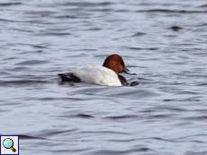 Männliche Tafelente (Male Common Pochard, Aythya ferina)