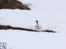 Alpenschneehuhn (Lagopus mutus) in der Tundra