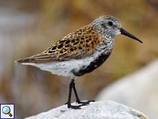 Alpenstrandläufer (Dunlin, Calidris alpina)